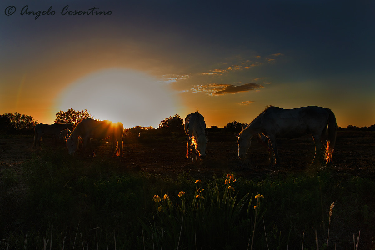Cavalli _ tramonto
