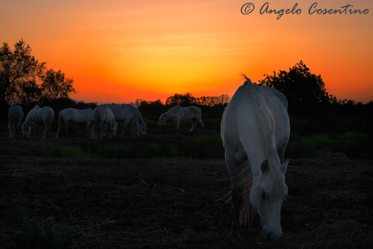 Cavalli _ tramonto2