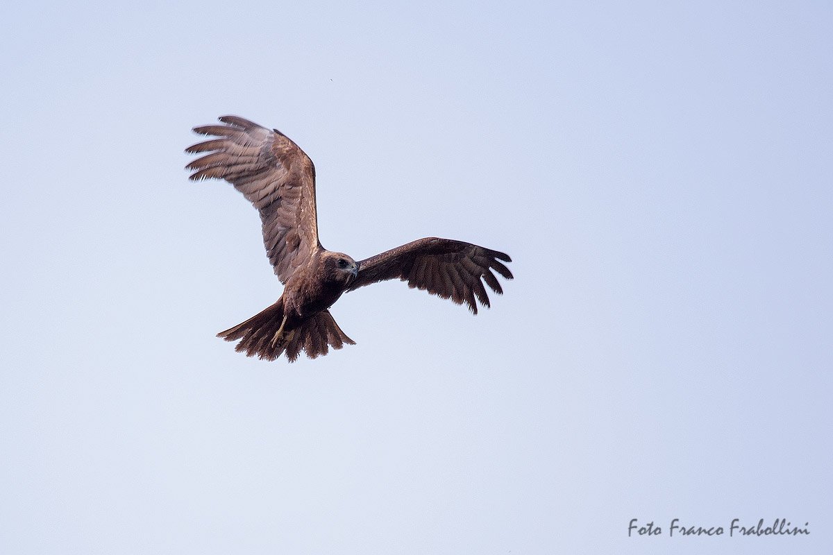 Marsh harrier