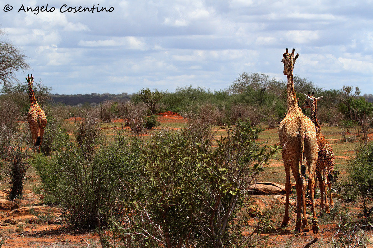 Famigliola di giraffe