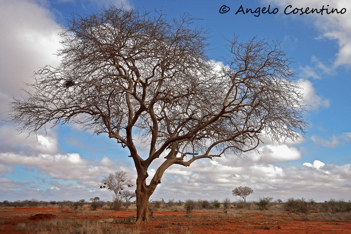 Lions under the tree