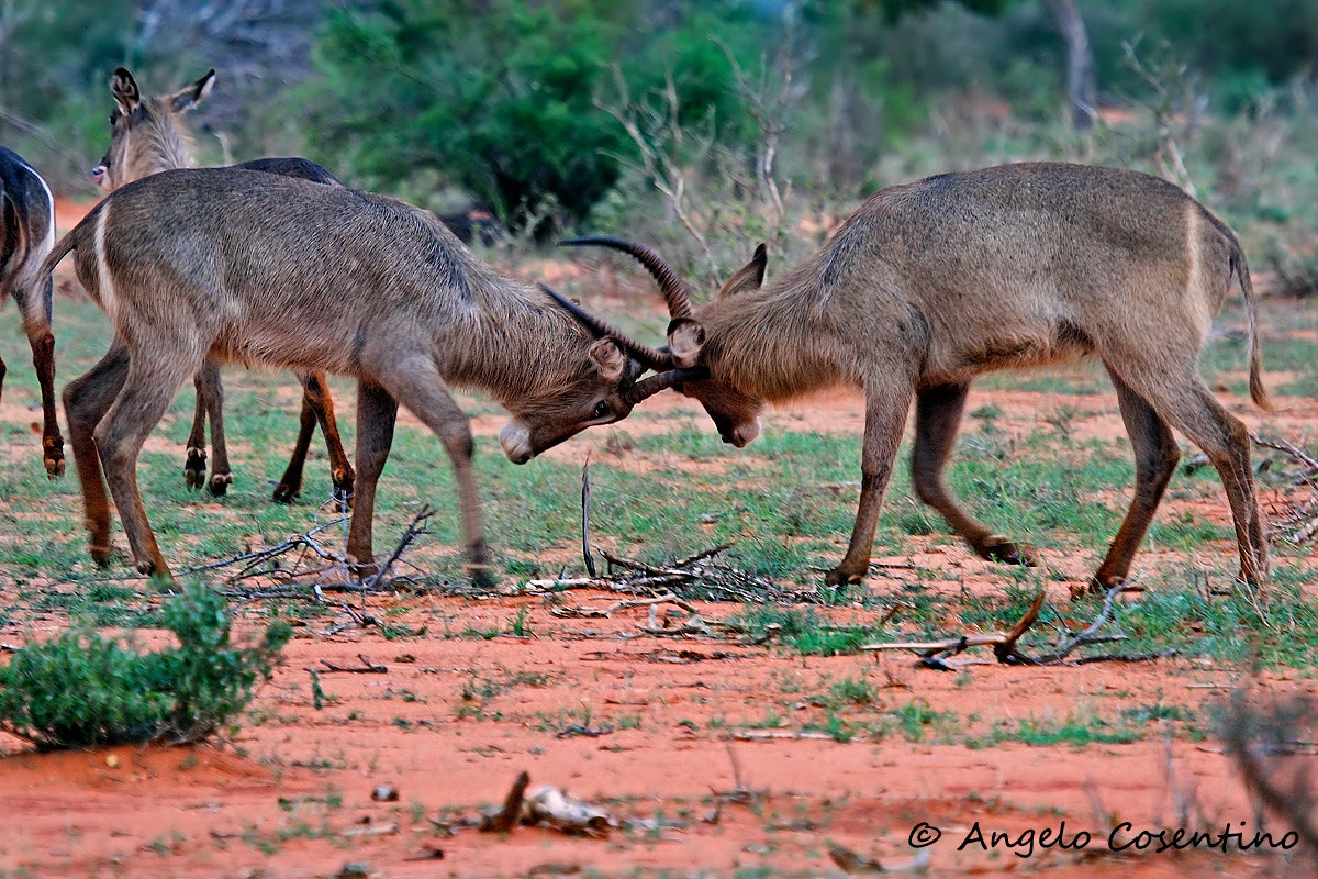 Waterbuck fight