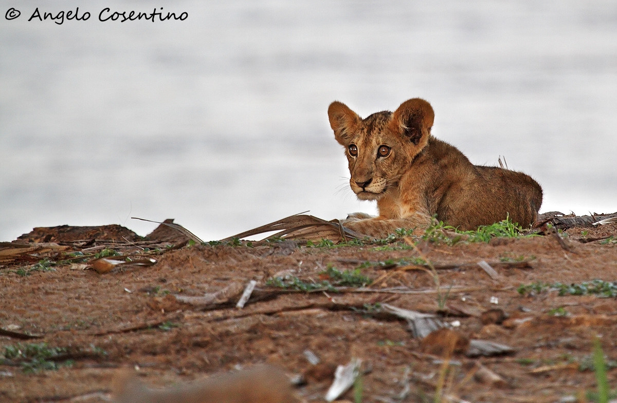 Leoncino abbandonato