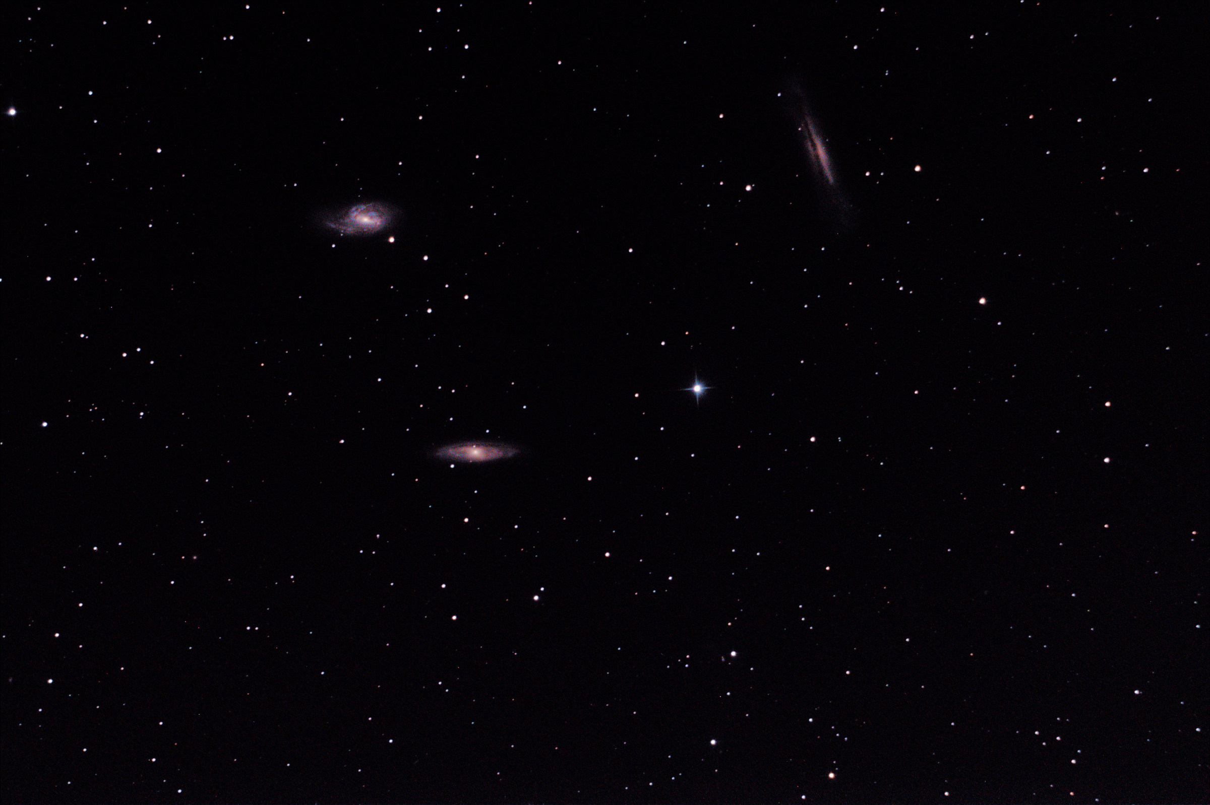 Triplet Lion (m66)