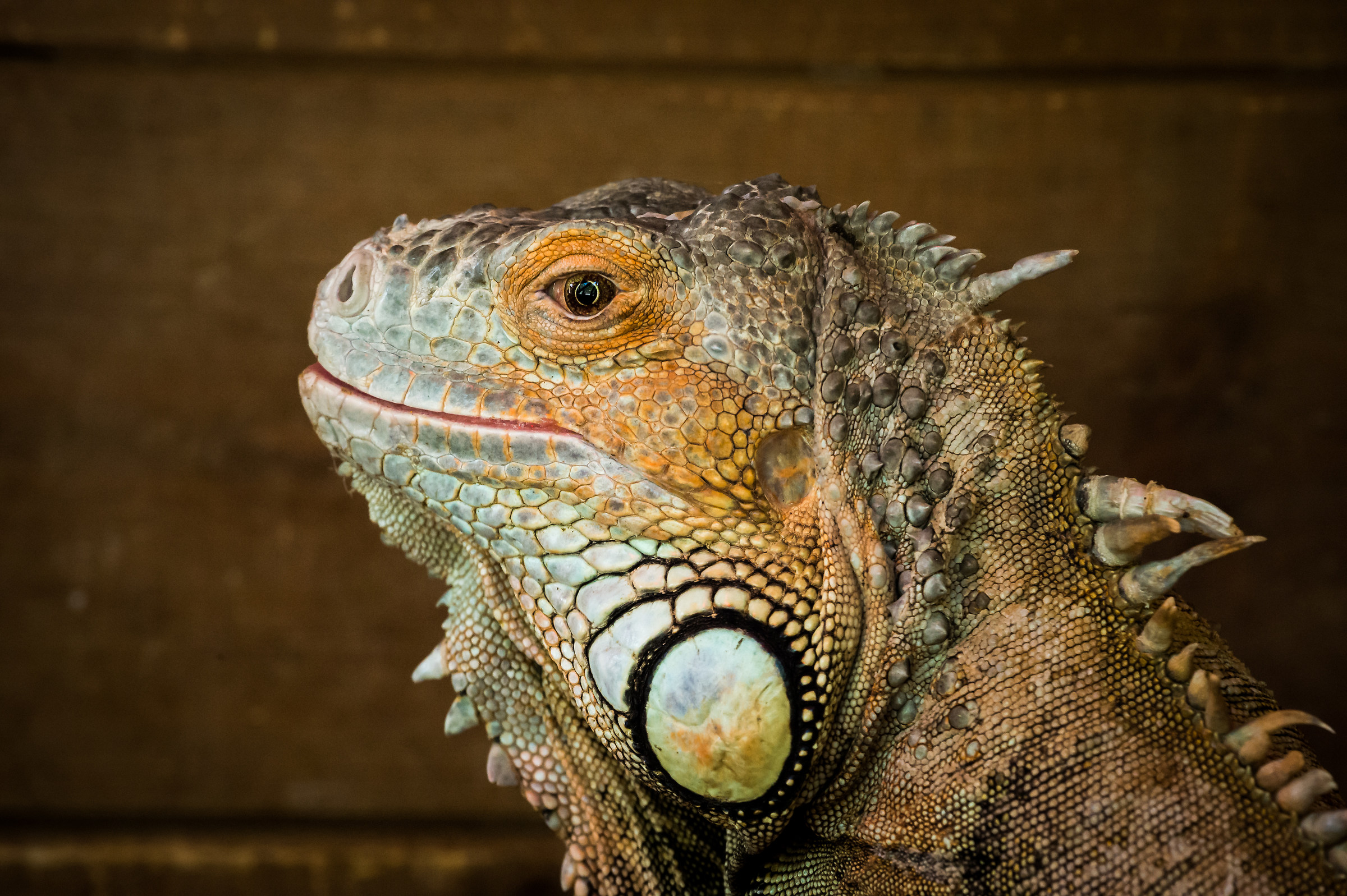 Iguana