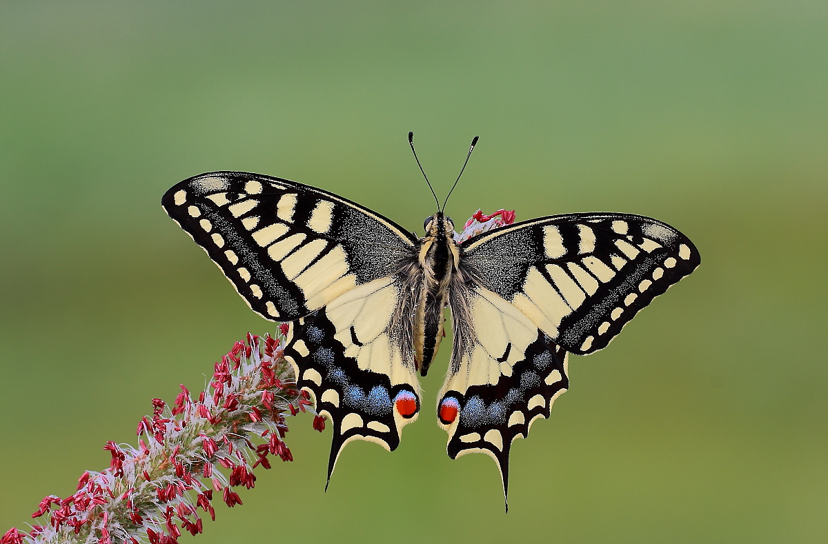 Machaon