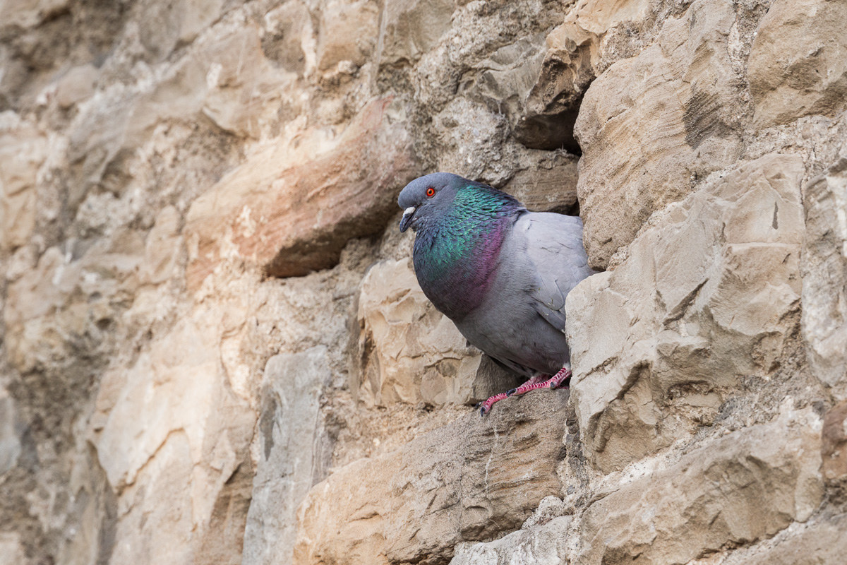 Pigeon rock pigeon (Columba livia)