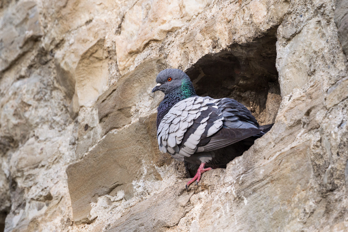 Pigeon rock pigeon (Columba livia)