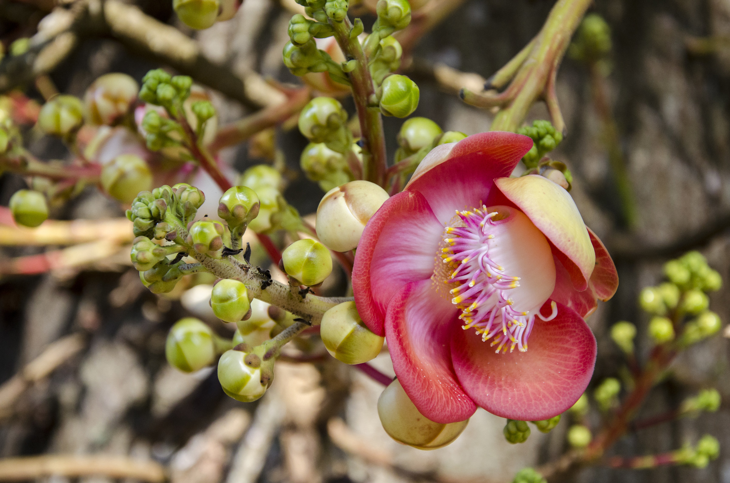 Tree of cannonballs flower