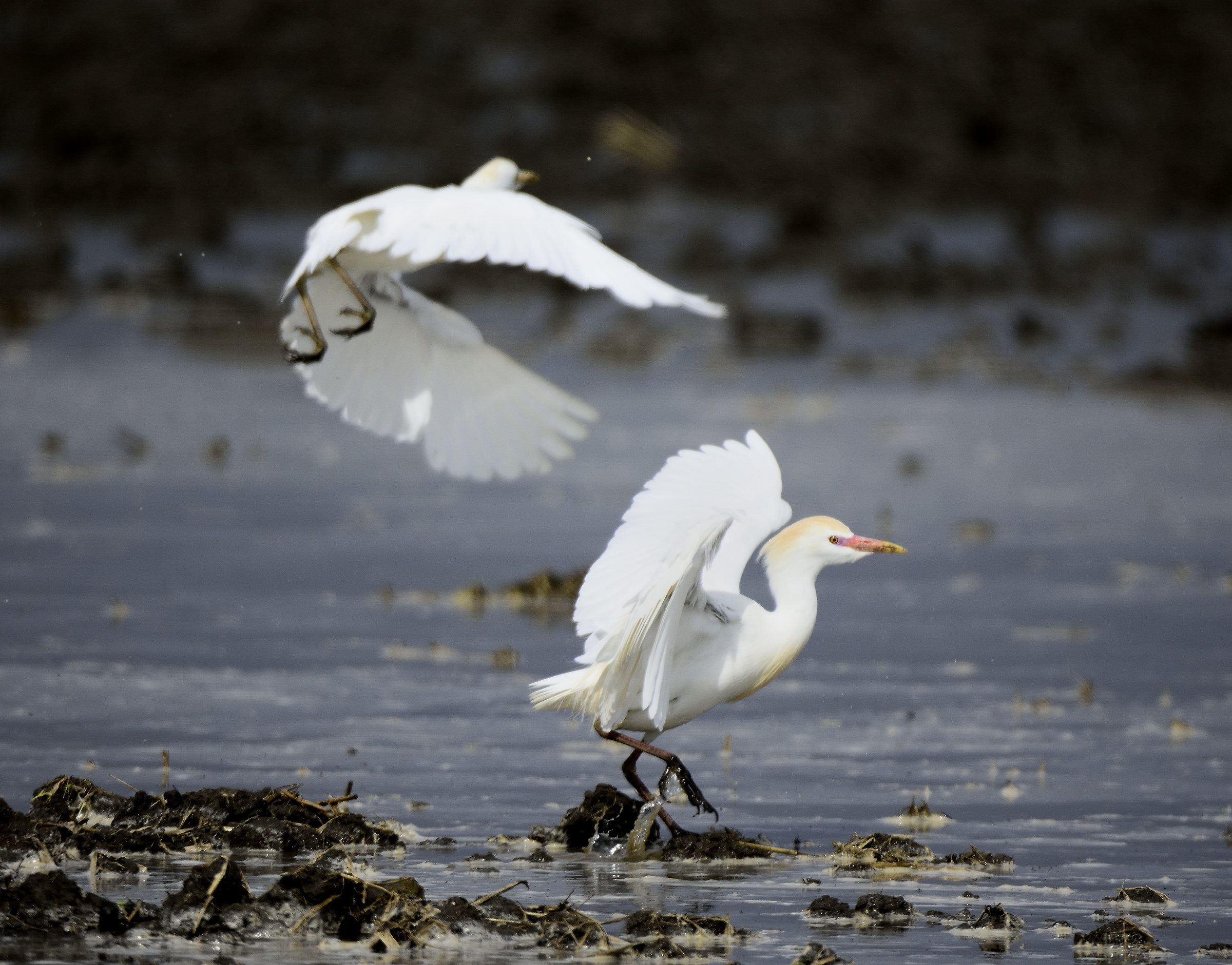 cattle egret