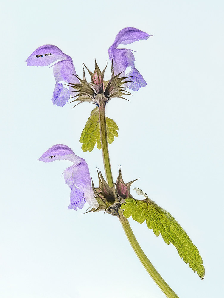 Even the wildflowers are back