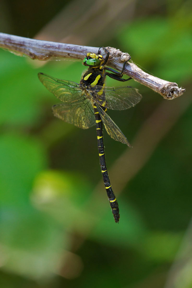 Cordulegaster bidentata