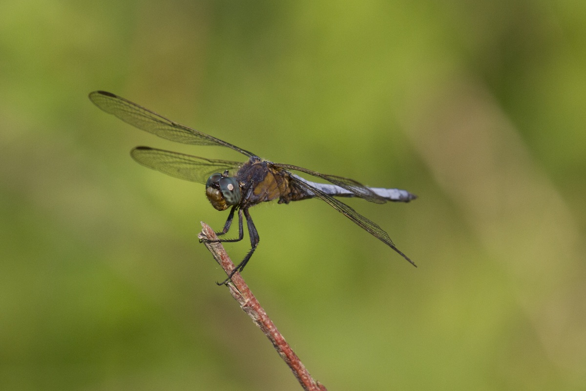 Orthetrum coerulescens