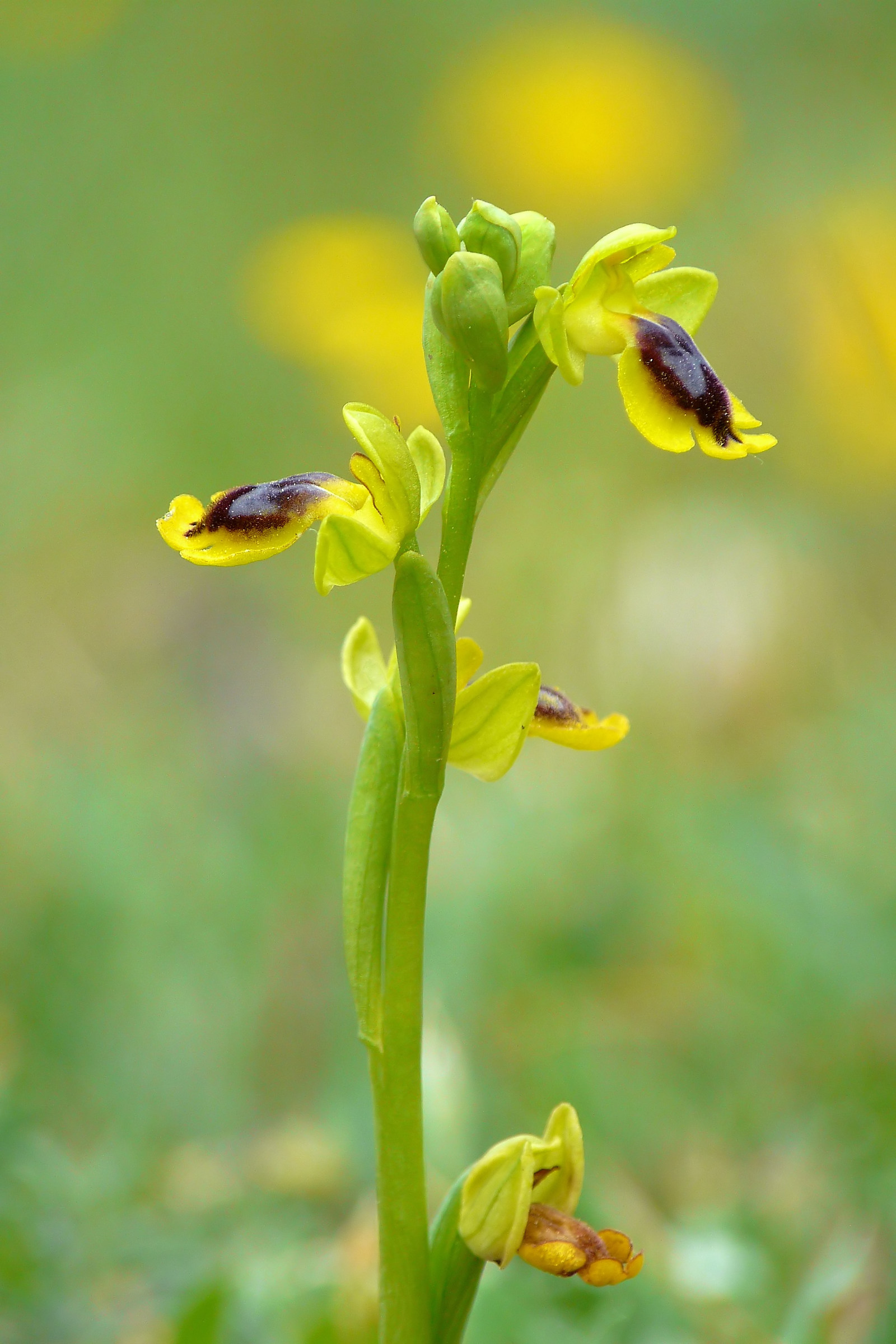 Ophrys corsica