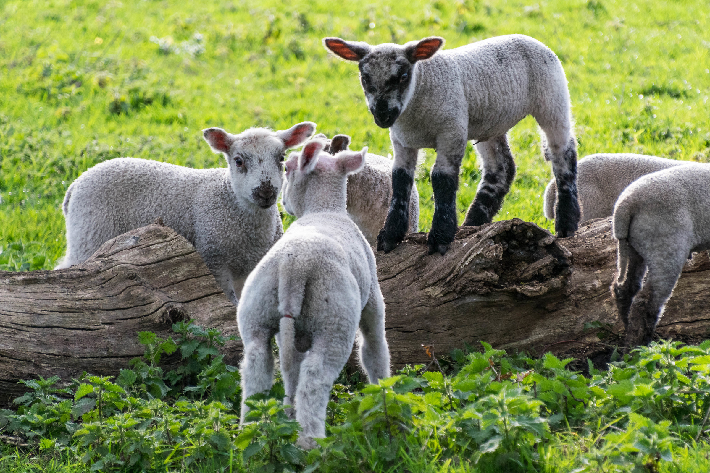 Lambs Playing - It must be Spring!