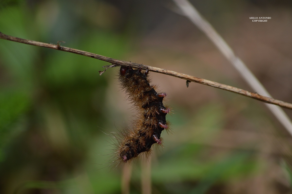 Caterpillar Syntomis phegea