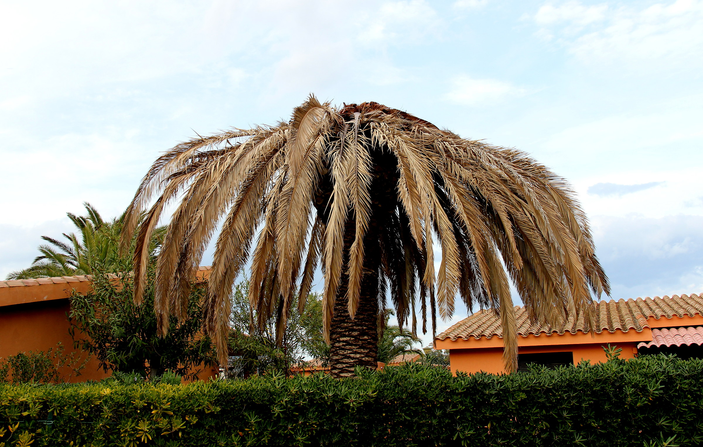 Attacked by the red palm weevil