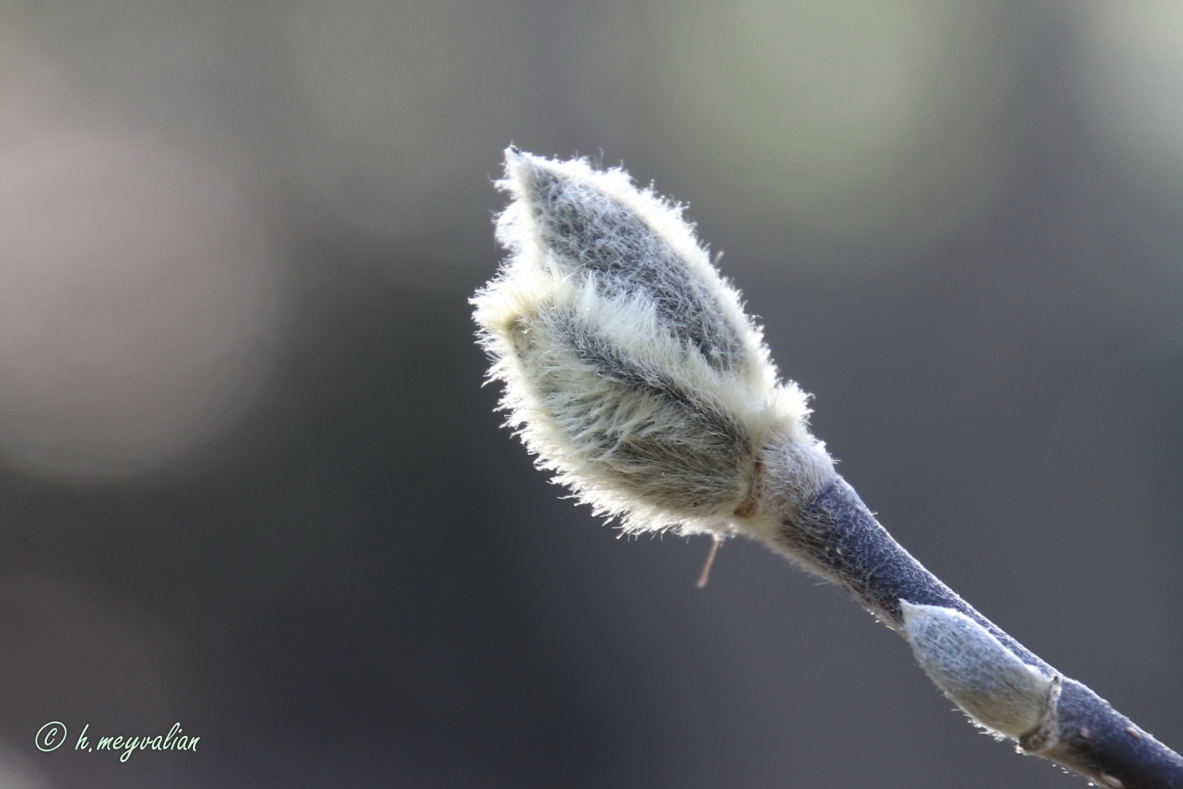 Quando sboccerò sarò una bellissima magnolia s...