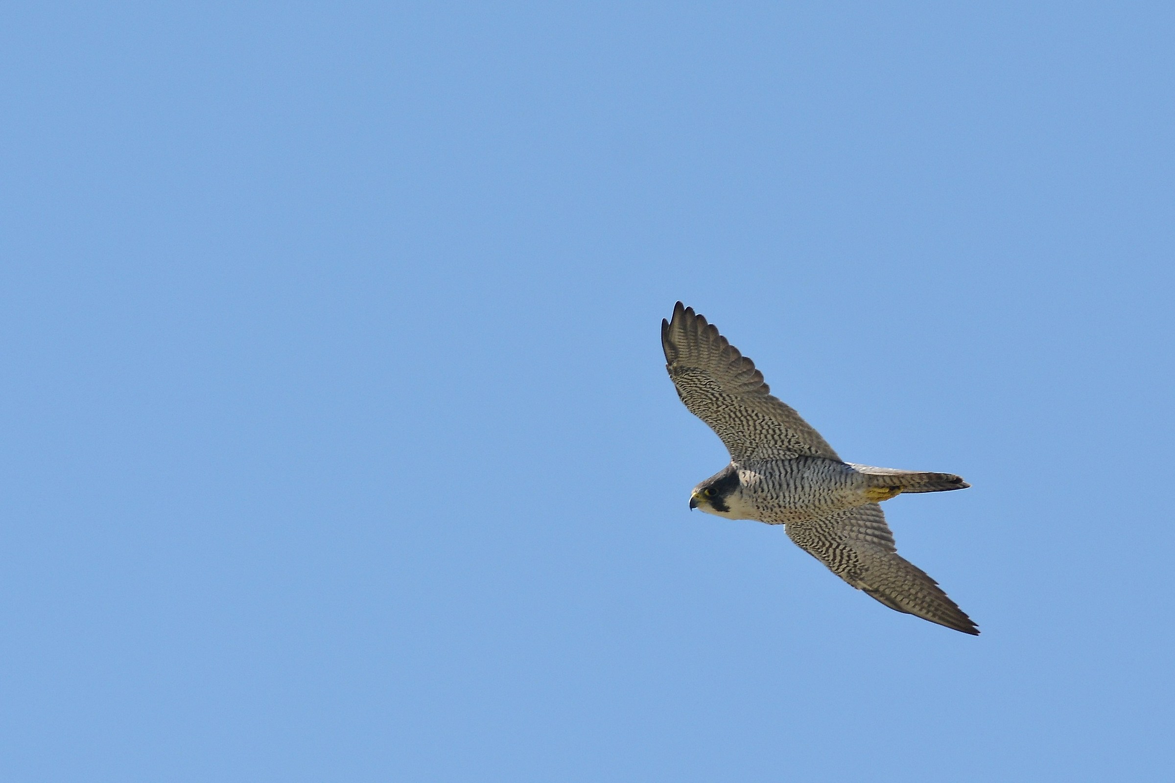 in flight Pellegrino
