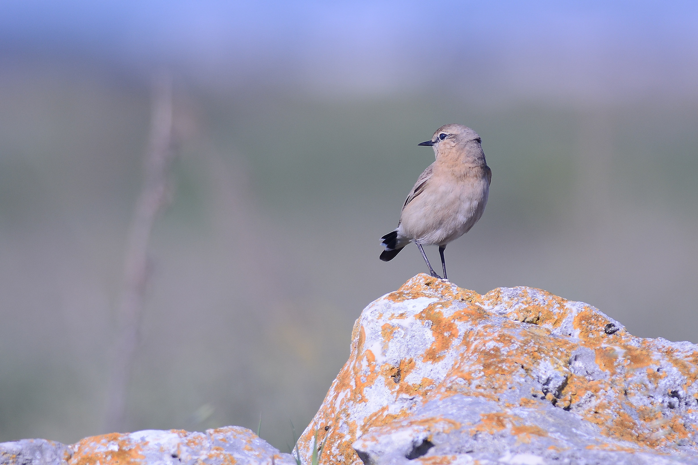 Culbianco isabellino fa il timido