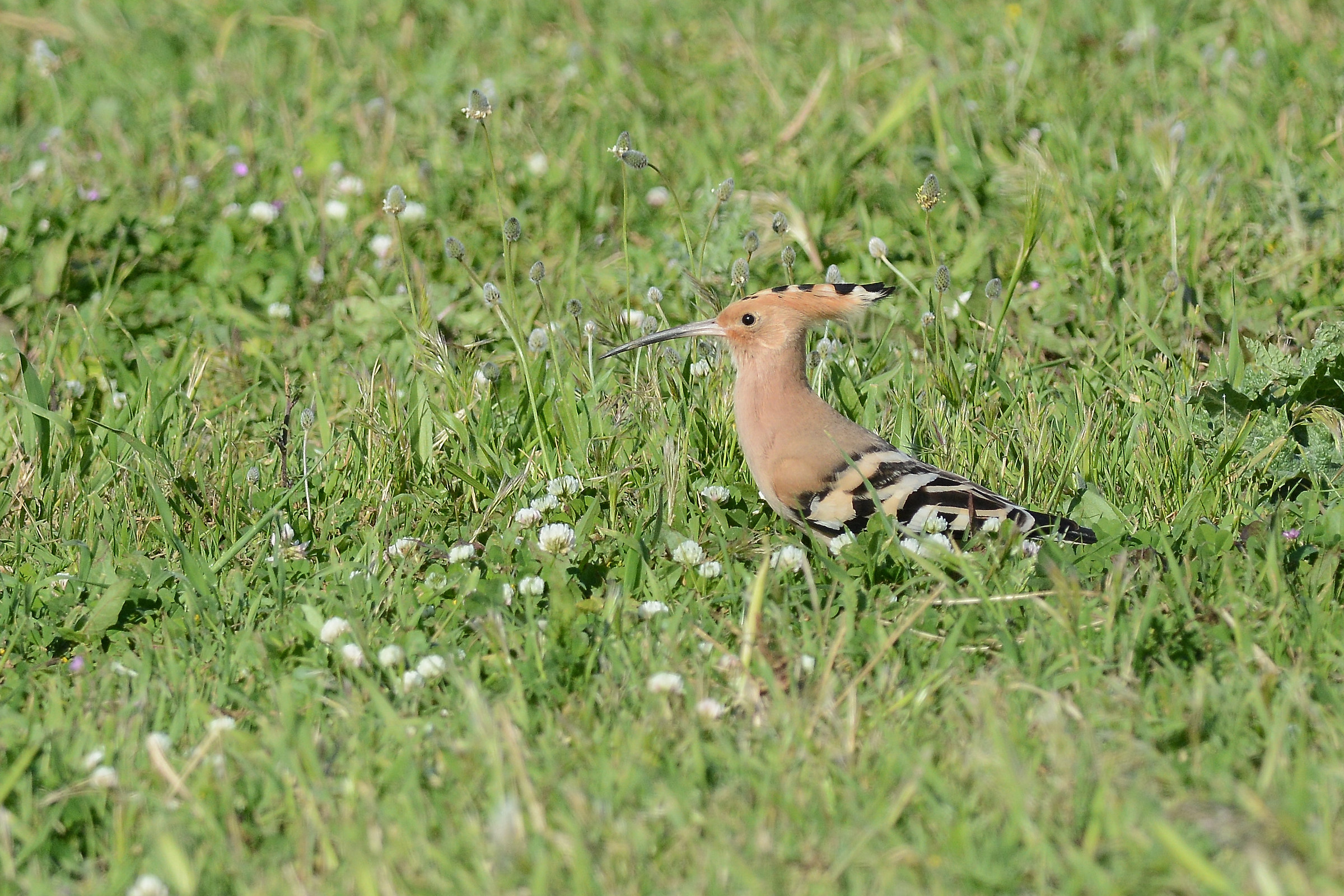 Hoopoe