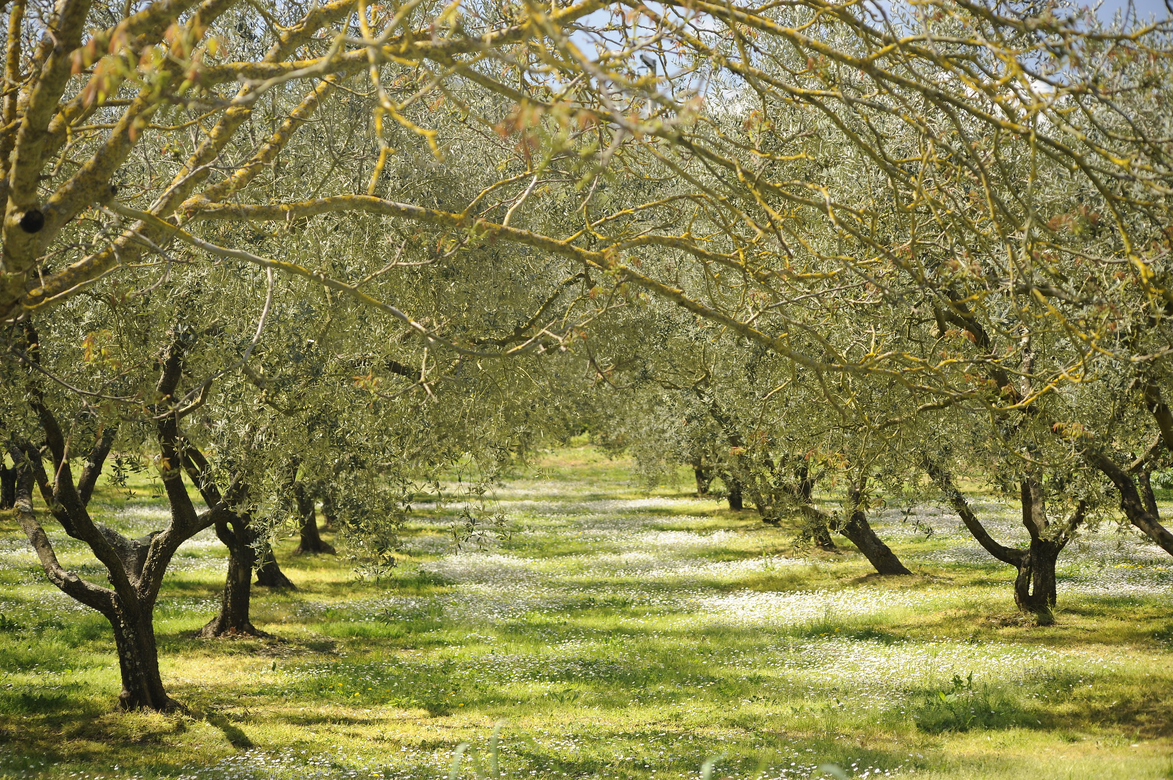 passeggiata tra gli ulivi