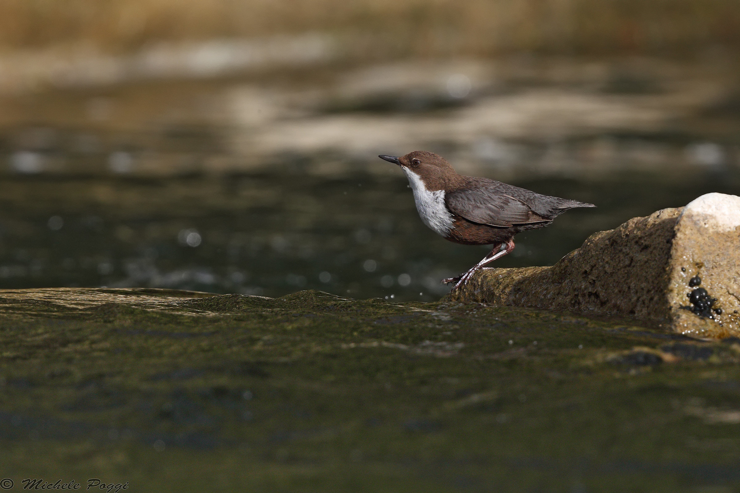 dipper