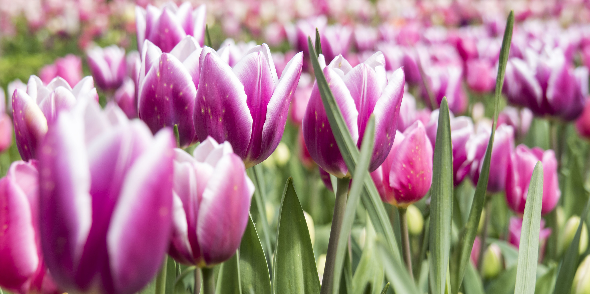 Tulipani a Pralormo - Messer Tulipano 2016