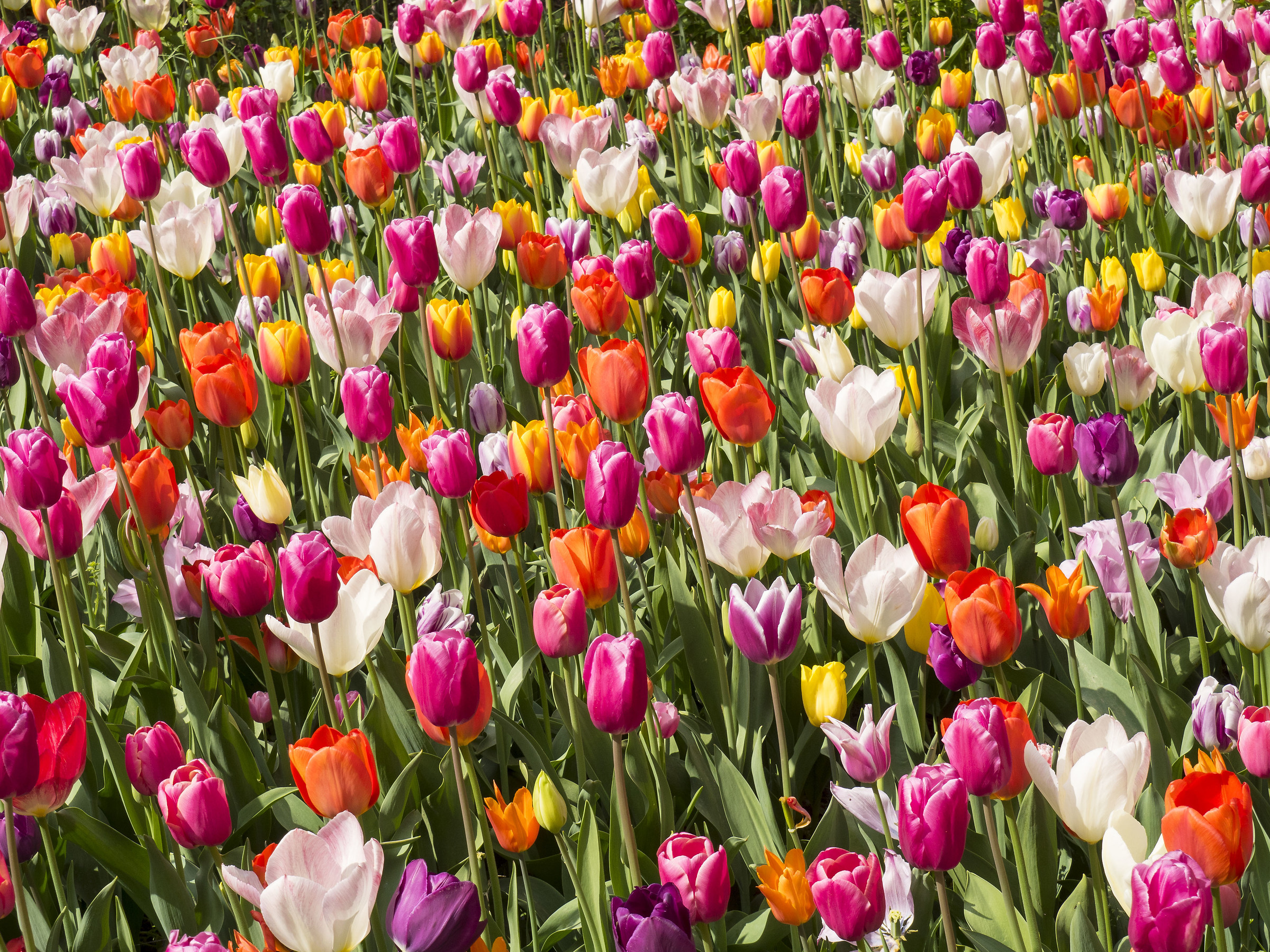 Tulipani a Pralormo 2 - Messer Tulipano 2016