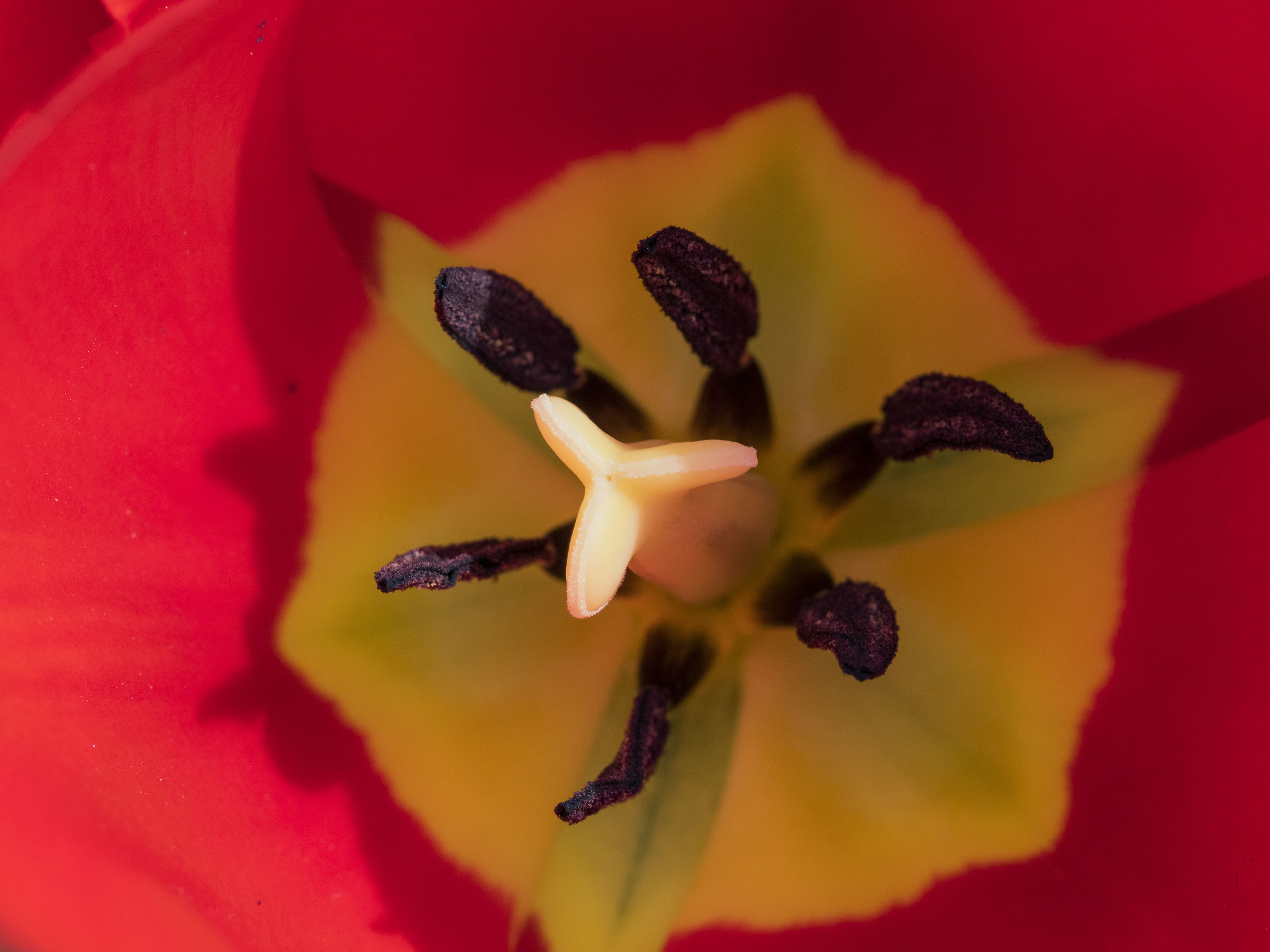 Tulipani a Pralormo 3 - Messer Tulipano 2016