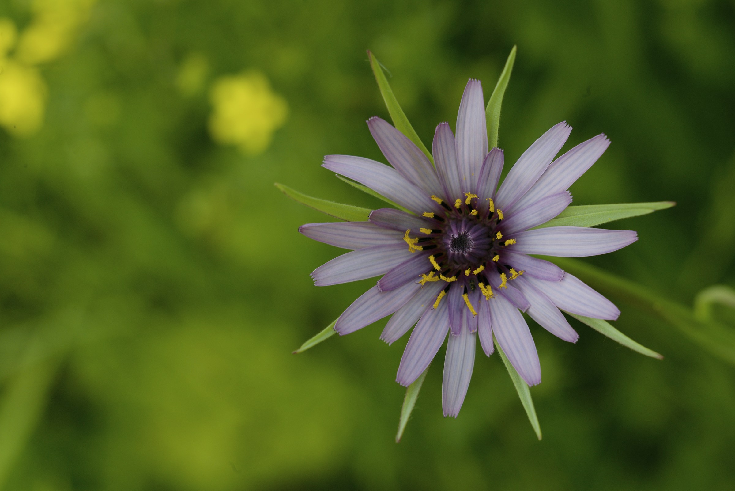 Fiore di campo stellato