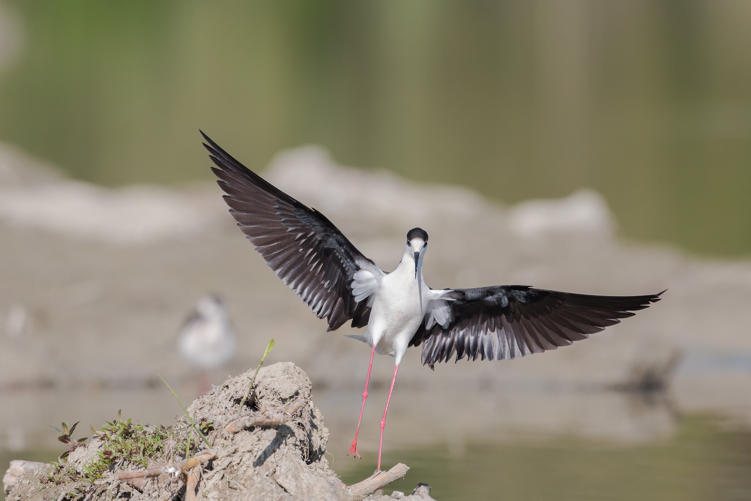 l'arrivo del cavaliere