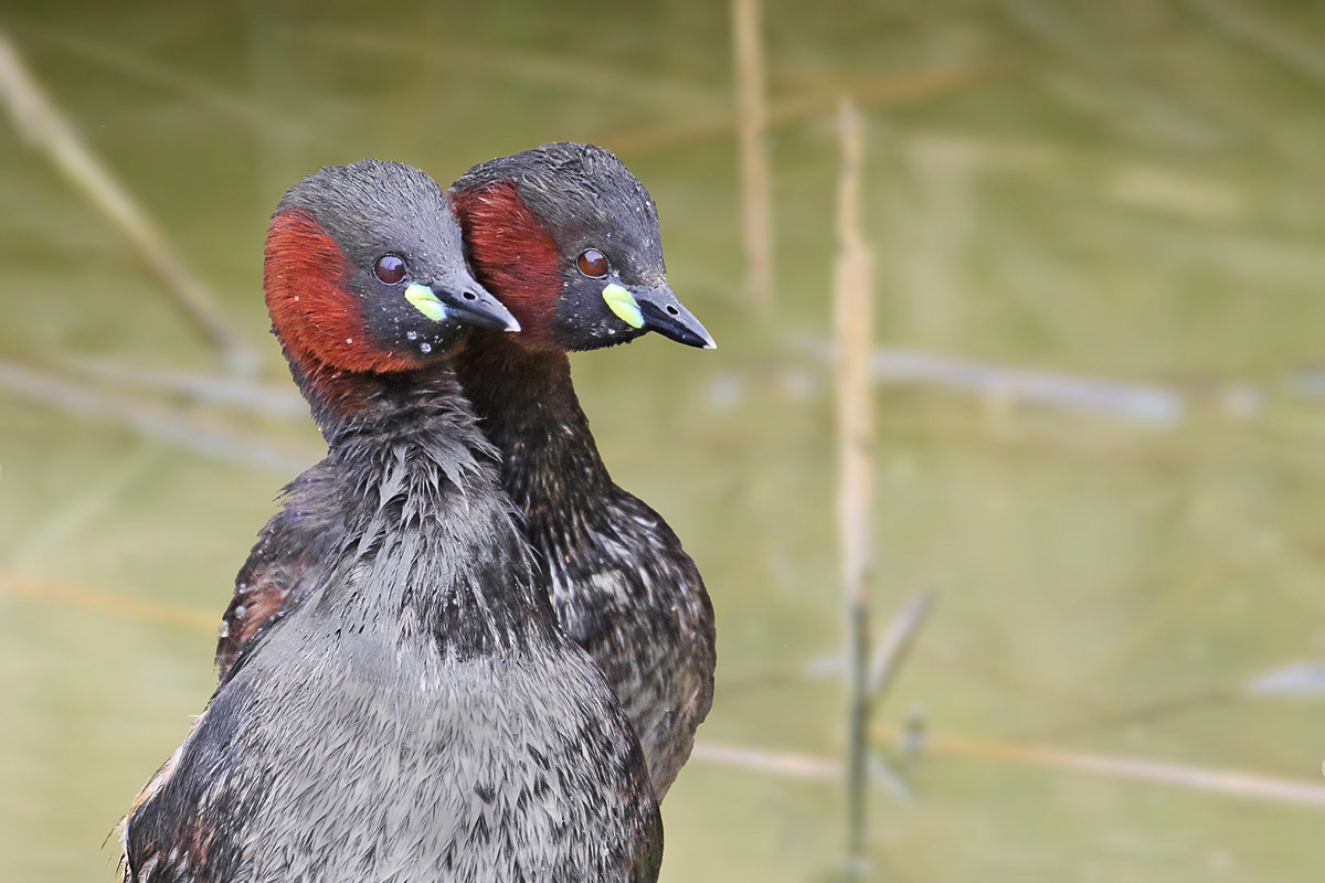 Grebes - wedding photos!
