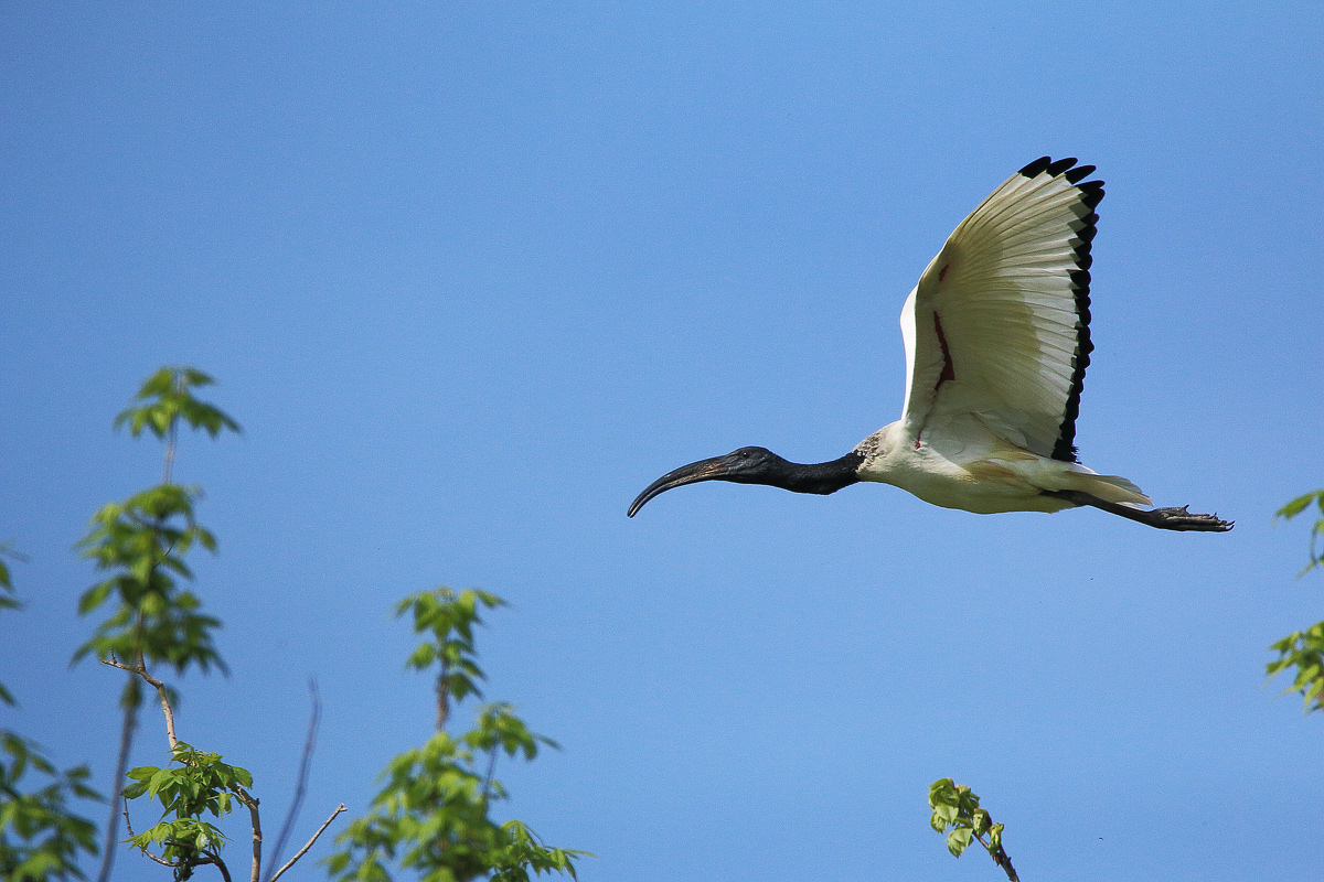 ibis sacro in volo