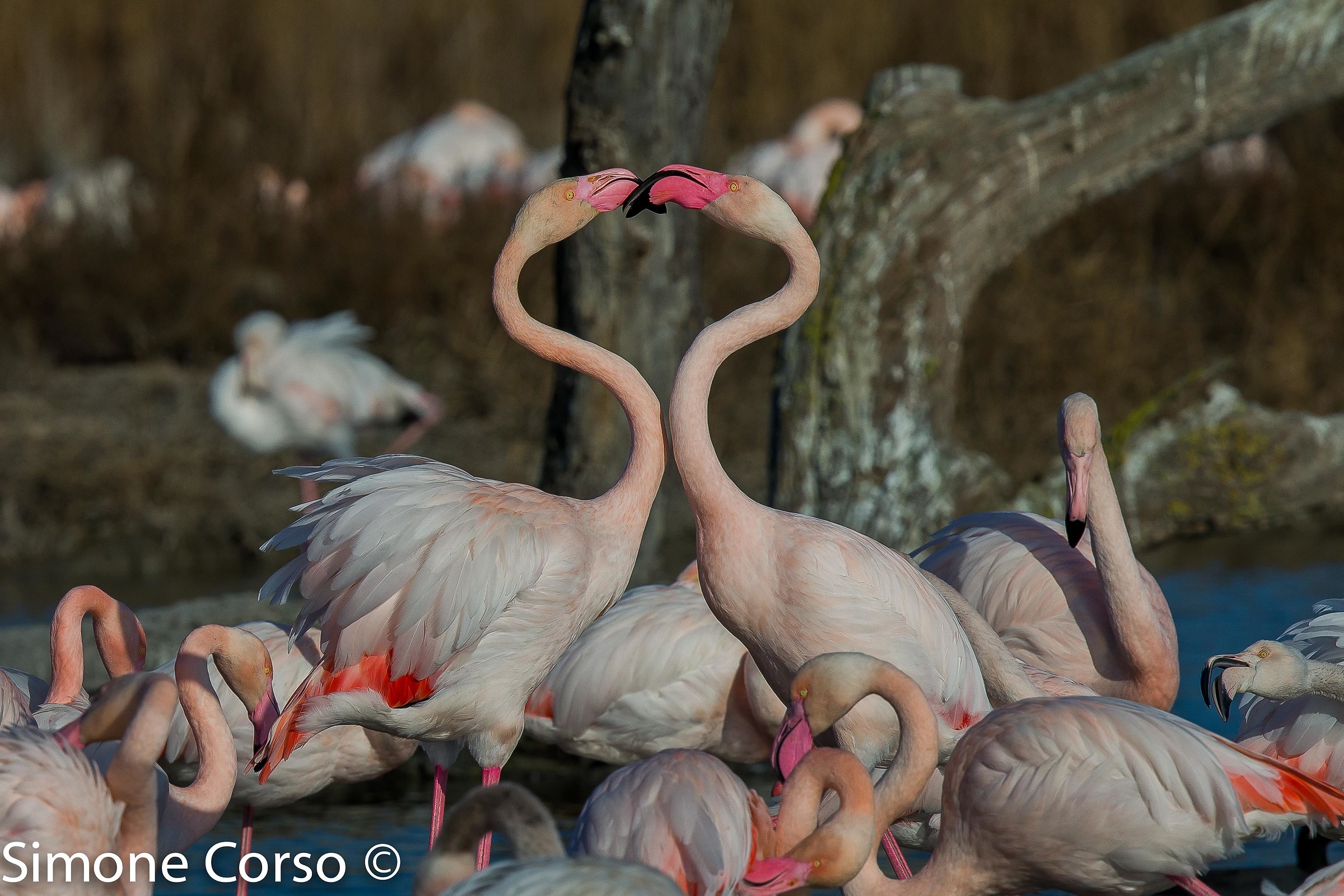 The heart of Flamingo