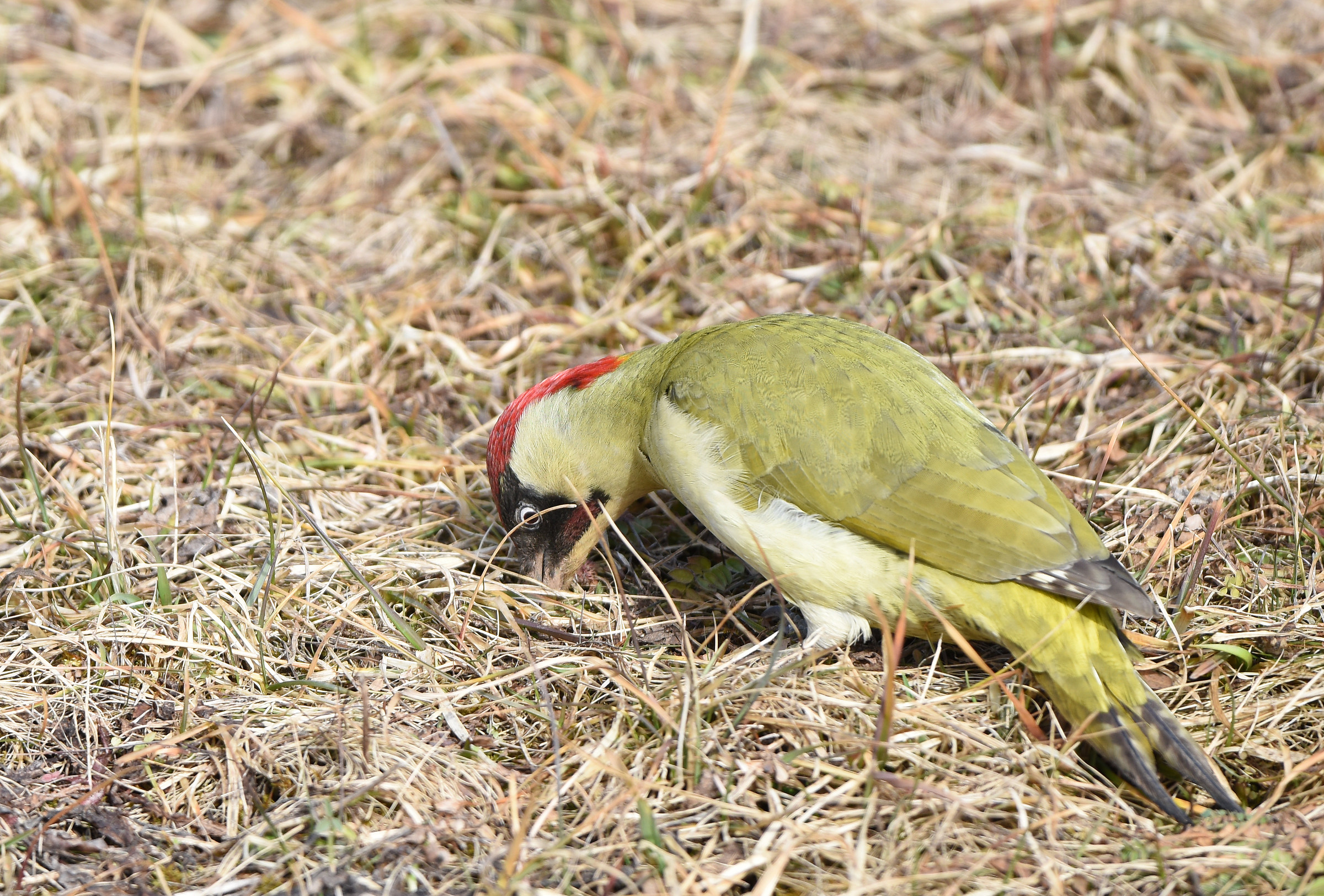 picchio verde maschio