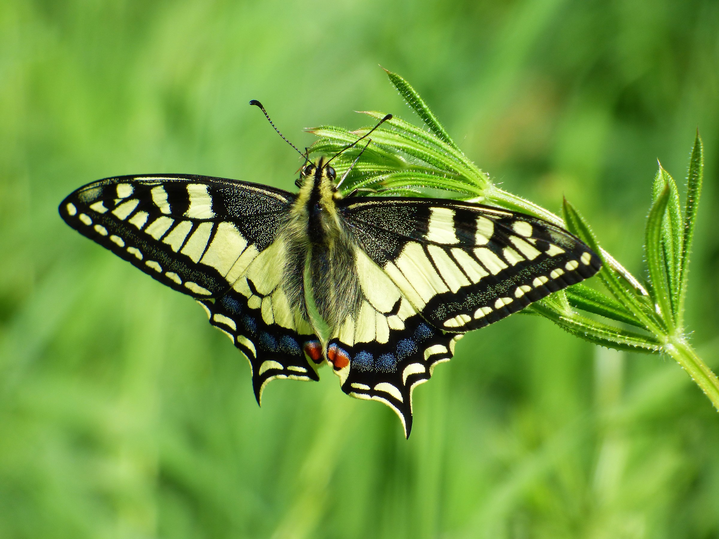 swallowtail