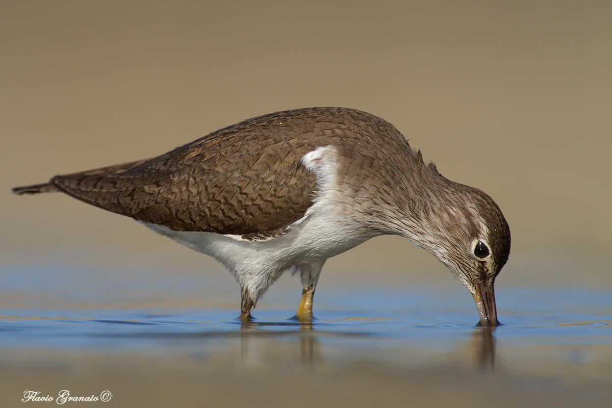 sandpiper