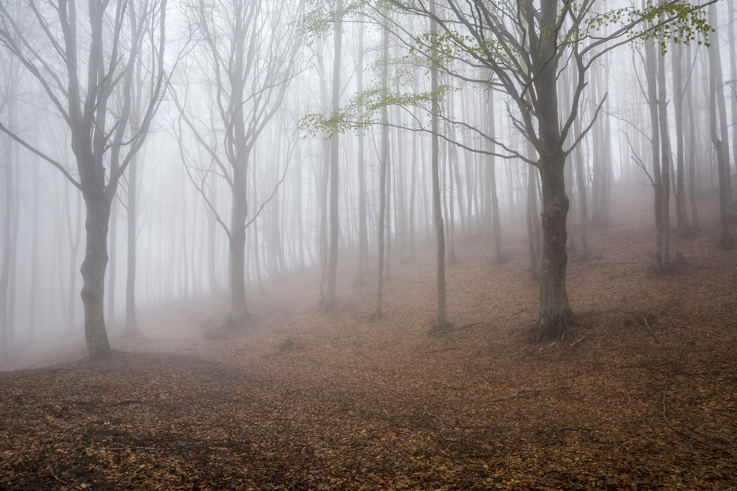 Nebbia nella faggeta di Mandromini