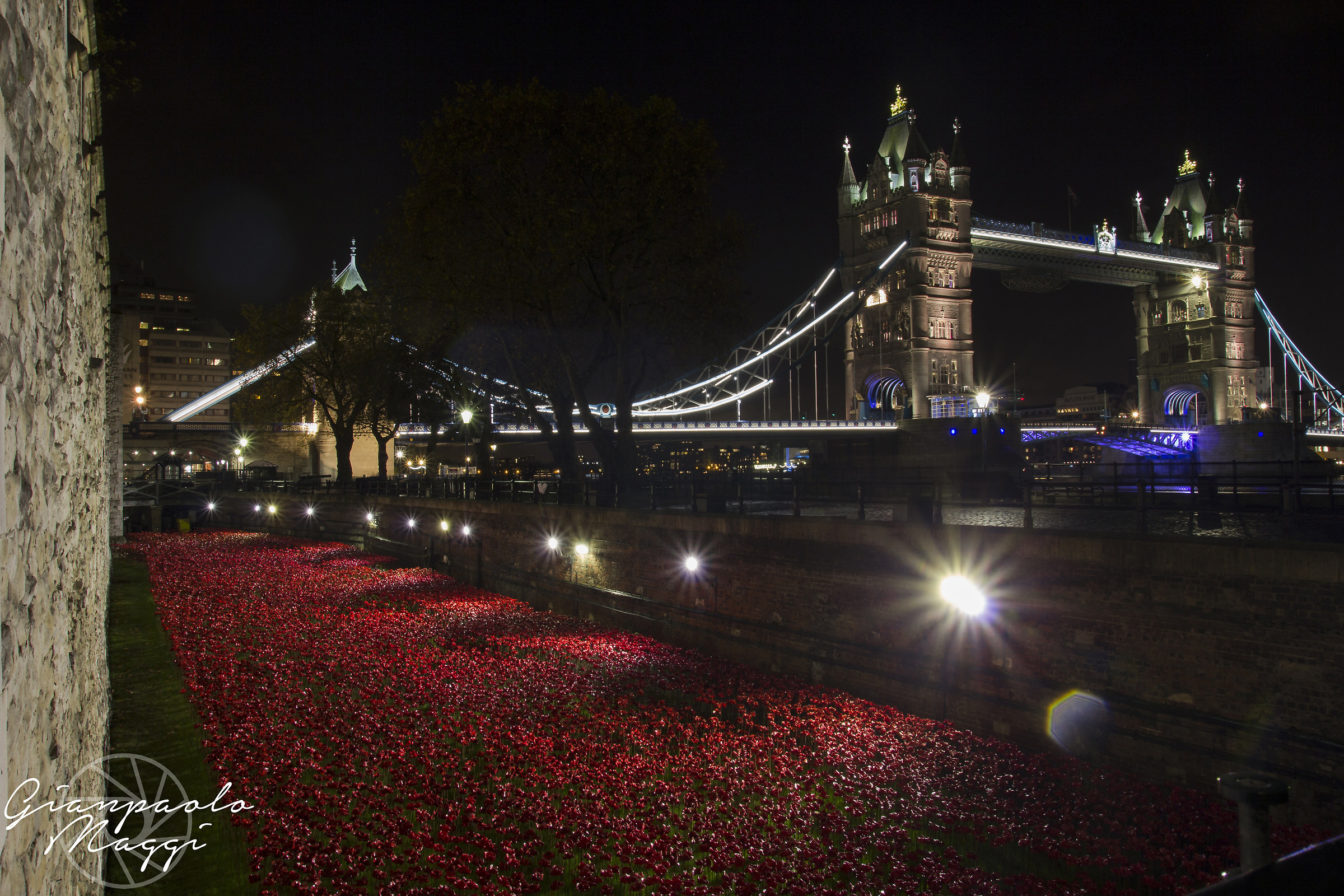 Red Poppies at Tower of London