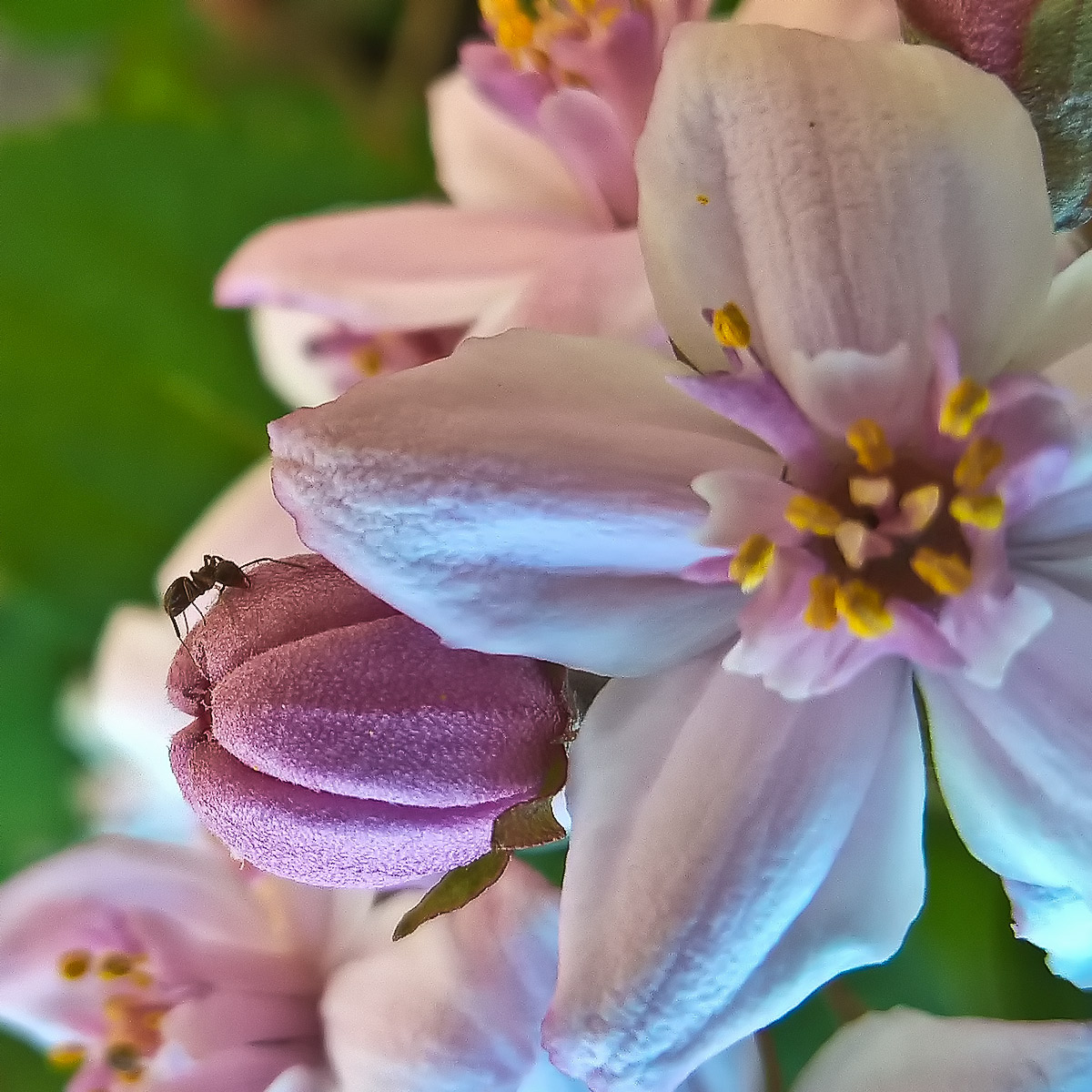 Ant on deutzia