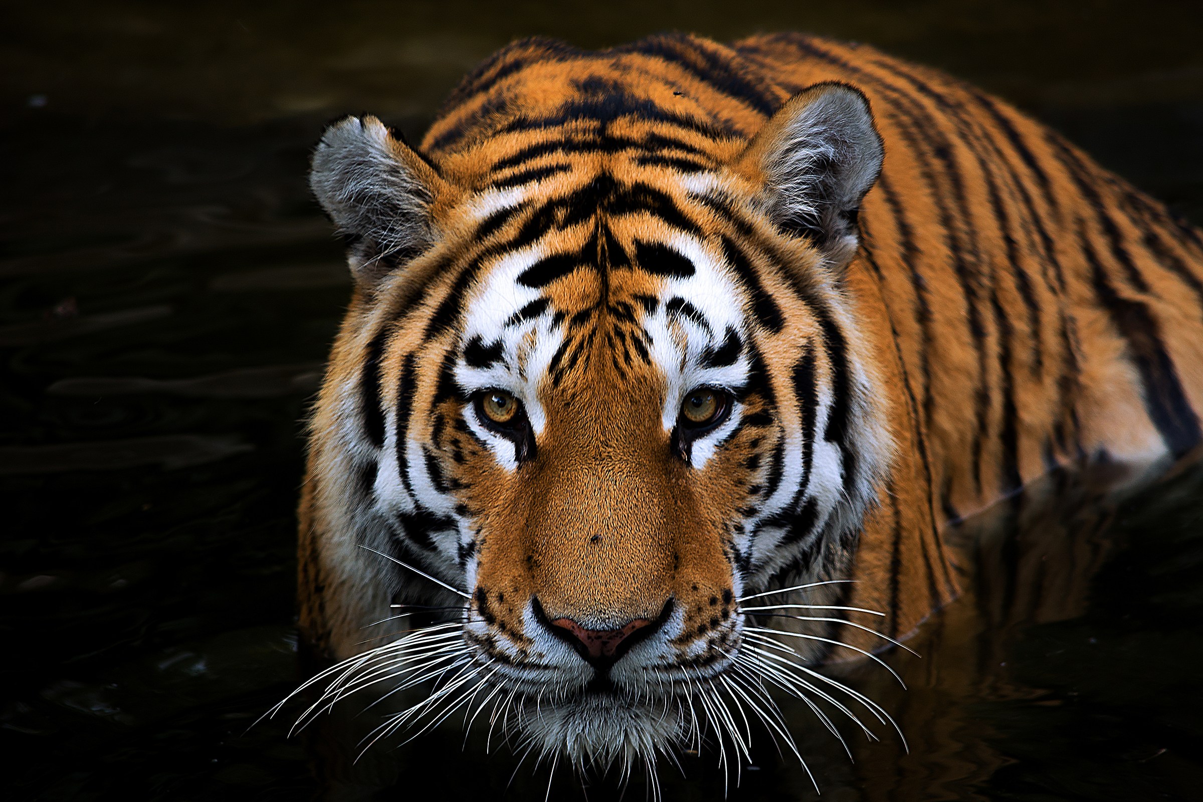 Sguardo agghiacciante.