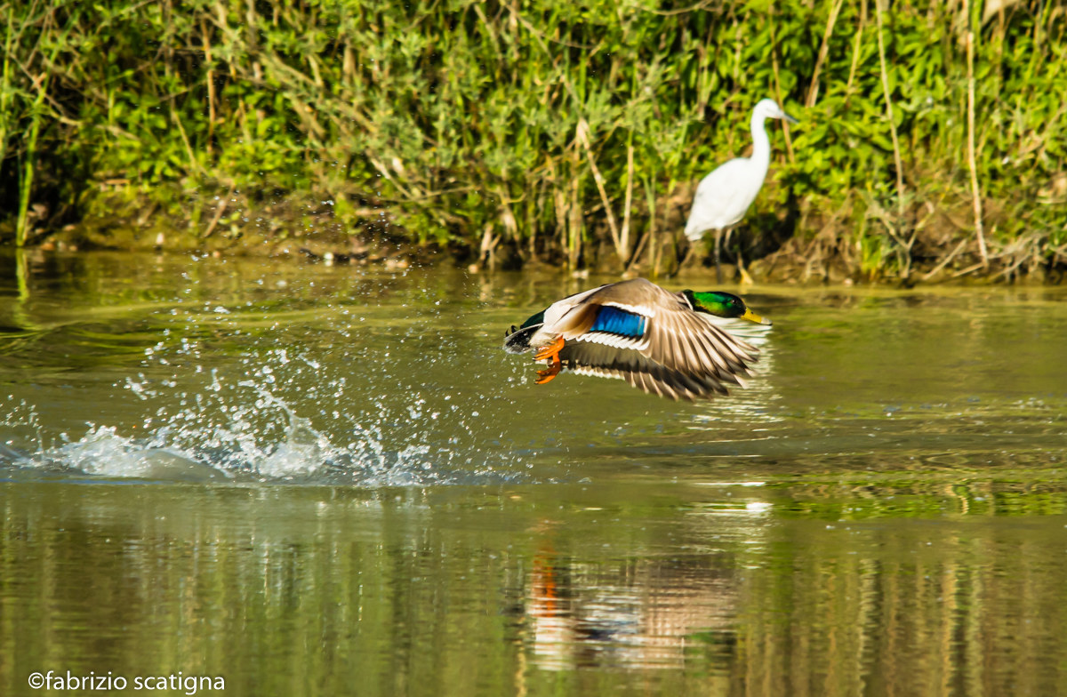 the colors of mallard in flight