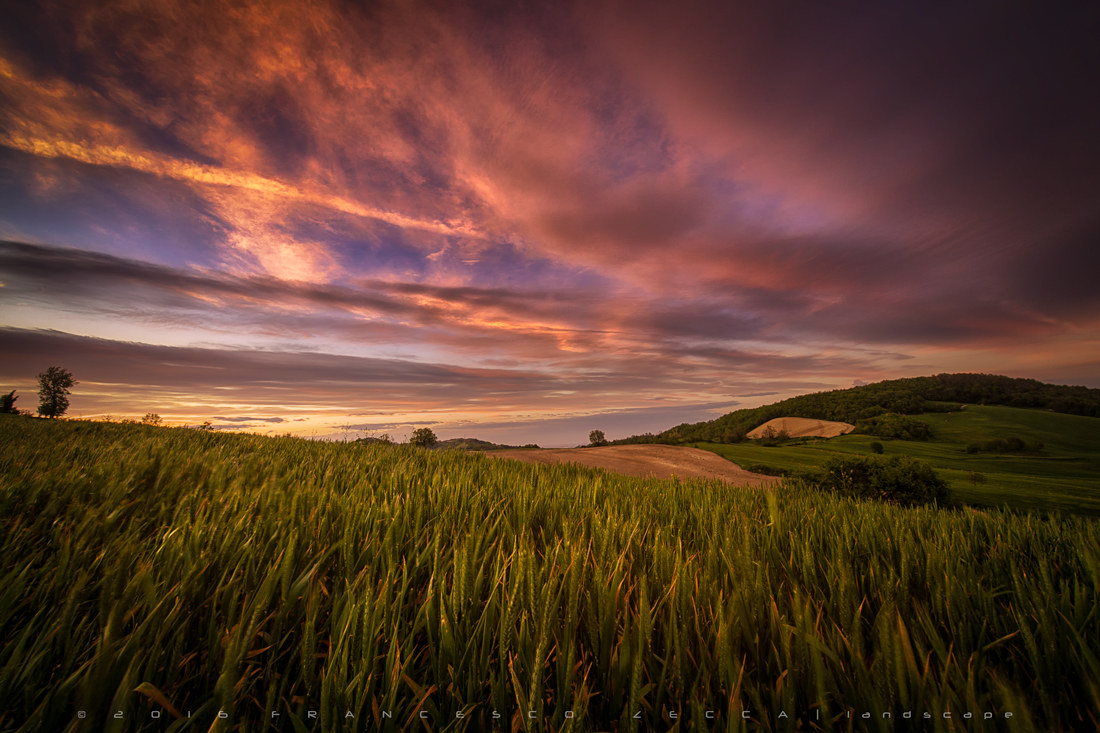 Sunset over wheat