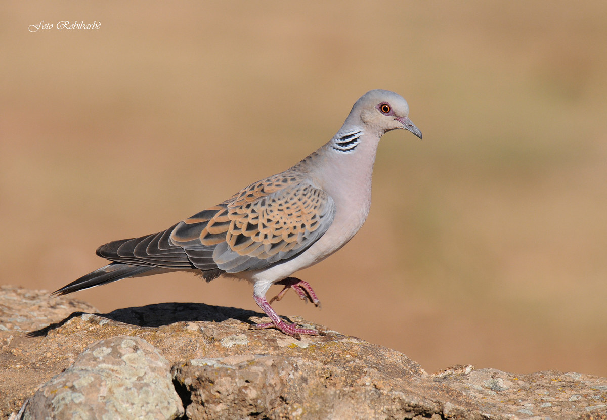 Turtle Dove ...
