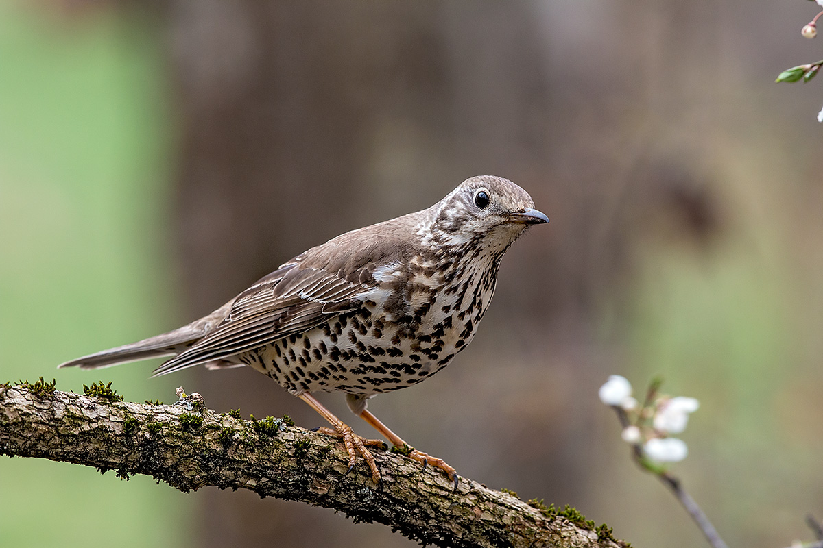 mistle thrush