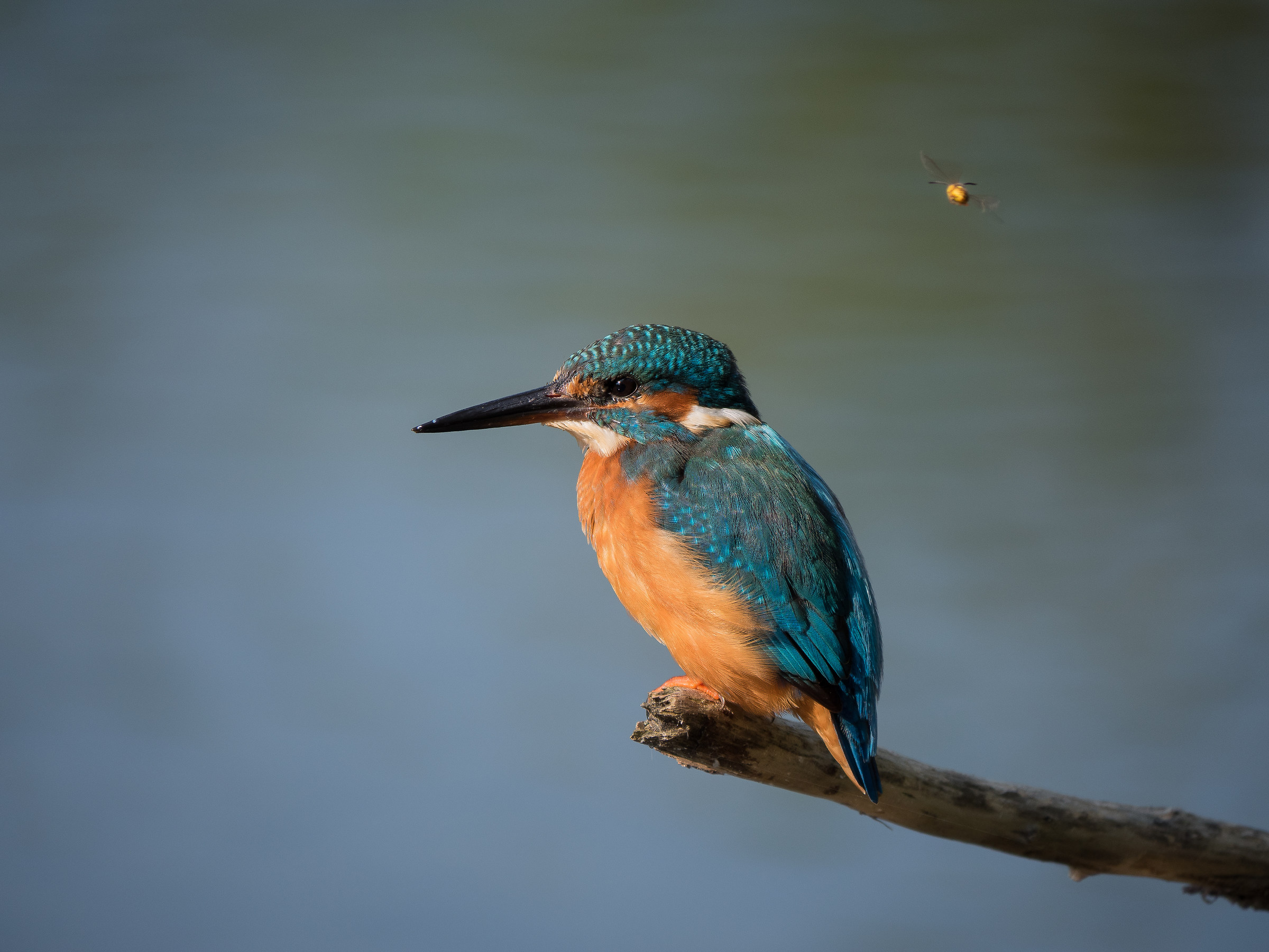 bzzz ... who does not dip catches the worm ... bzzz