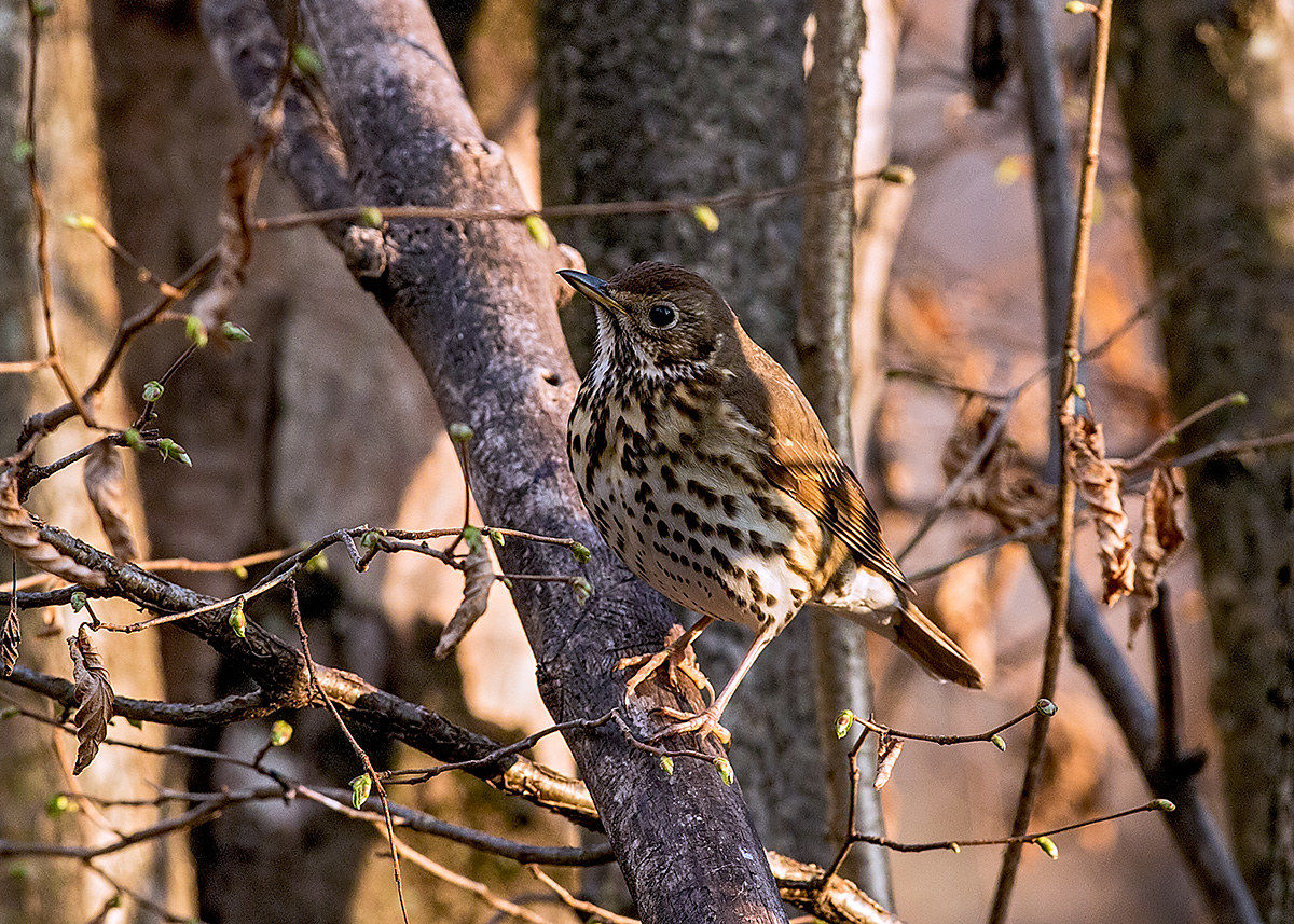 Song thrush