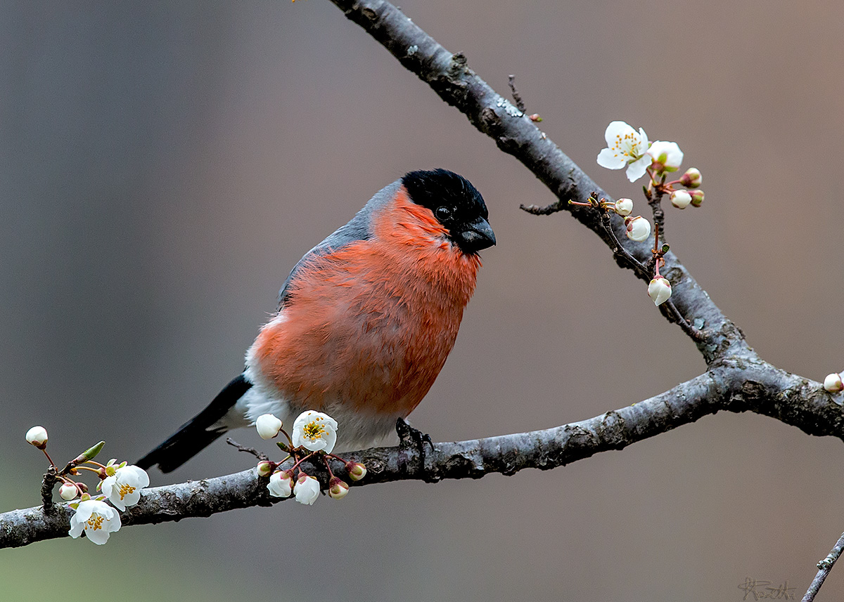 bullfinch