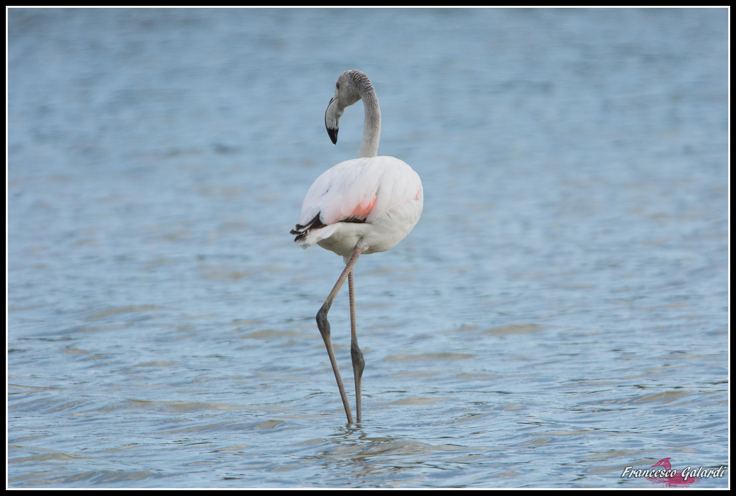 Scusate le spalle...